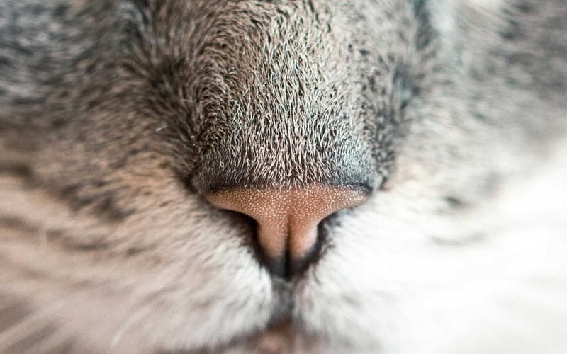 Mengenal Sejarah Singkat Masjid Nabawi